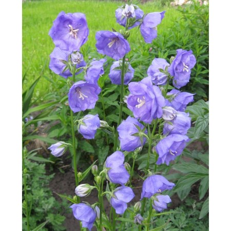 Persian bell La Belle, rr I, 1 pc, spring 2025