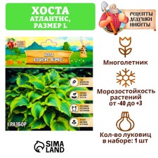 Хоста "Atlantis", р-р I, размер L,1 шт,