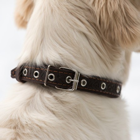 Collar leather reinforced with a kapron with a half-ring, 55 x 2.5 cm, Osh 27-53 cm, brown-5