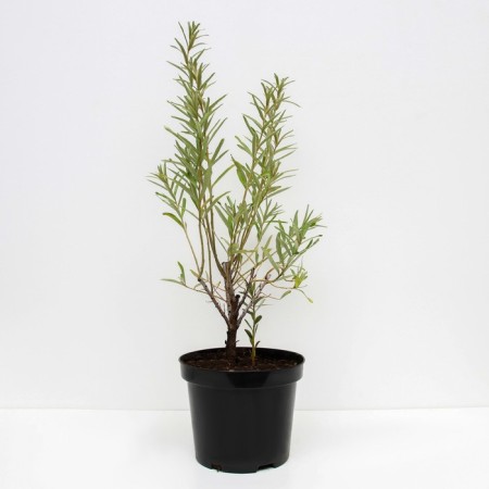 Sea buckthorn gnome, c3 pot, n20-40 height, 1 pc, summer 2024-1