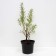 Sea buckthorn gnome, c3 pot, n20-40 height, 1 pc, summer 2024