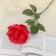 Artificial flowers "French rose" 8*40 cm red