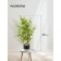 Bamboo in a cement pot, 125 × 125 × 650 mm, green / black / beige color