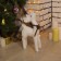 LED figure "Deer" 16 × 30 × 9 cm, phlock, batteries CR2032x2 (not in the kit), glow warm white