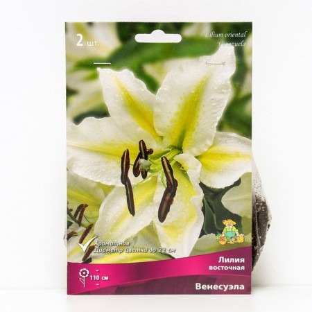 East Venezuela lilies, 14/16 rr, 2 pcs. 110 h (cm), autumn 2024
