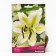 East Venezuela lilies, 14/16 rr, 2 pcs. 110 h (cm), autumn 2024