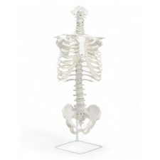 Lumbar spine 