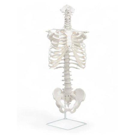 Lumbar spine "Luminer, hip joint" 40*26cm