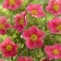 Lapceta bush Danny battle, C3 pot, H10-50 height, 1 pc, summer 2024