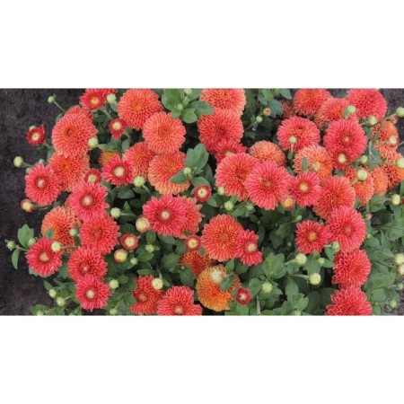Chrysanthemum Korean coral pompom, I rn, 1 pc, 35-40 h (cm), autumn 2024