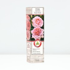 Seedling rose Park 