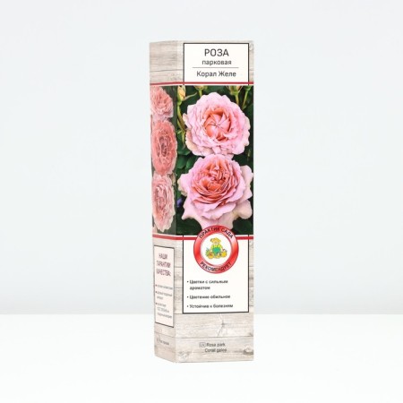 Seedling rose Park "coral jelly", tube, 1 pc, spring 2025