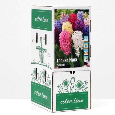 Showbox Hyacinth "Spring Mix" 30cm, r/r 14/15, 60 pcs