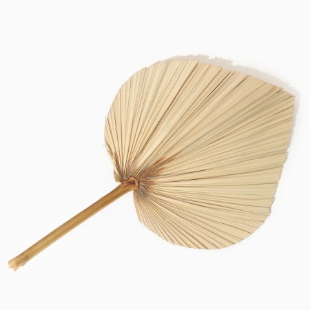 Dry flowers "Palm leaf", 52 × 20 × 2 cm-5