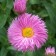 Small -iterate Beautiful "Pink Jewel", P9 pot, 1 pc, Spring 2024