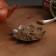 Powder "Five -year -old wormwood", 100 g powder