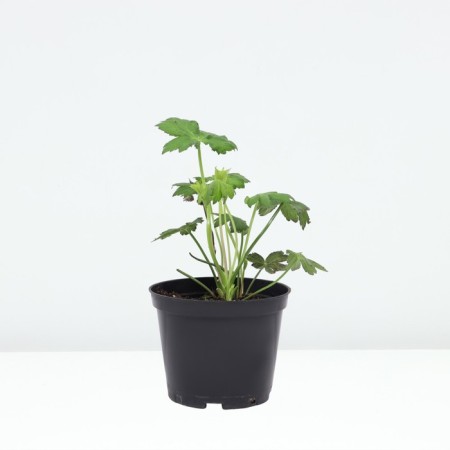 ASTRUTION Big Alba, Pot C2, 1 pc, Summer 2024-1