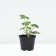 ASTRUTION Big Alba, Pot C2, 1 pc, Summer 2024