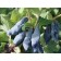 Honeysuckle edible Bakcharsky giant, C2 pot, H20-40 Height, 1 pc, summer 2024
