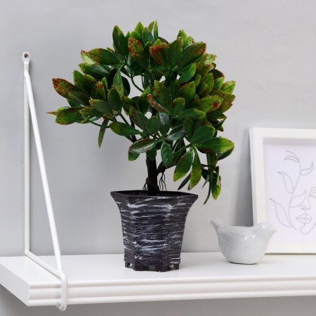 Bonsai in the pot “Ficus spotted” 9x27 cm