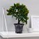 Bonsai in the pot “Ficus spotted” 9x27 cm