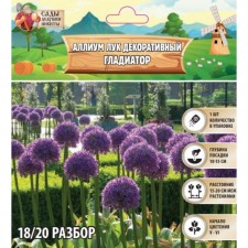 Allium Luke decorative gladiator, rr 18/20, 1 pc, autumn 2024