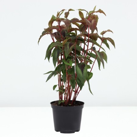 Highlander small -headed red dragon, pot C2, 1 pc, summer 2024-1
