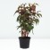Highlander small -headed red dragon, pot C2, 1 pc, summer 2024