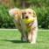 Brying toy "Funny Pig" for dogs, grunting, 19 cm, yellow