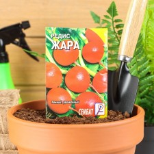 Seeds Radis 