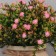 Bonsai in the pot "Astra Trush Mini" 17x10 cm, mix