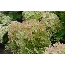 Saphenet Hydrangea Smiling 