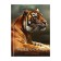 Notepad A6, 64 sheets in the Tiger cage, solid cover, offset unit