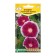 Flowers of the Ipomey "Morning Call of Favorite", 5pcs