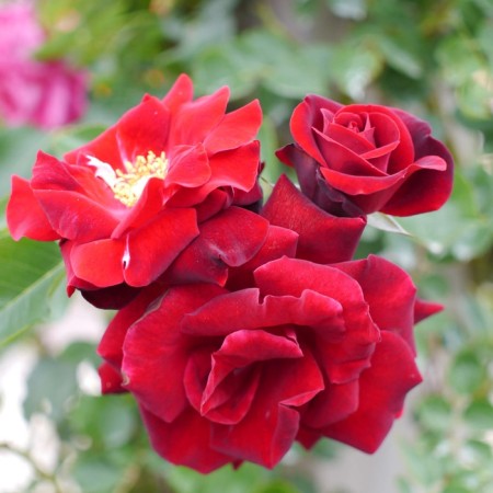 Seedling rose "Red Macarena", tube, spring 2025