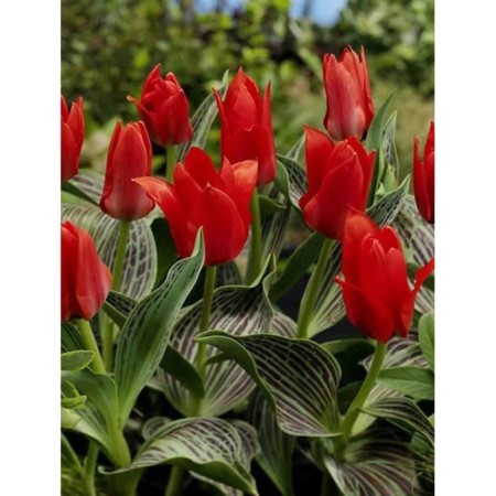 Tulip Graig Ali Baba, 11/12 rr, 10 pcs, 15 h (cm), autumn 2024