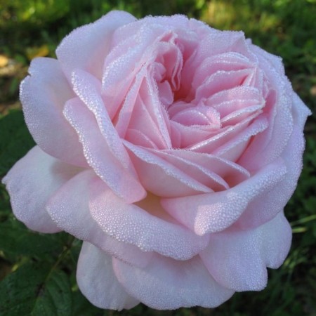 Seedling rose Emeism Grace, Hybride tea, pot 2 l., Summer 2024