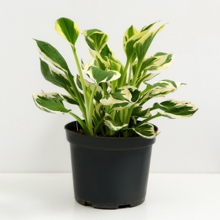 Khosta Fordun Patriot, C5 pot, H10-50 height, 1 pc, summer 2024-1