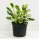 Khosta Fordun Patriot, C5 pot, H10-50 height, 1 pc, summer 2024