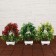 Bonsai in the pot "Ostrosol Small Berries" 23x24 cm, mix
