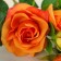 Artificial flowers "bush roses" 8x65 cm, orange