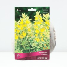 Verbeynik Potochny Alexander, rr I, 1 pc, spring 2025