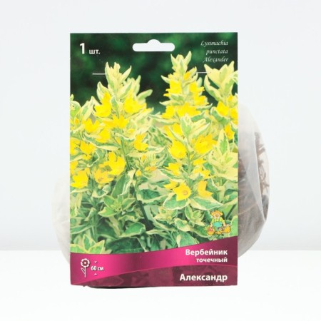 Verbeynik Potochny Alexander, rr I, 1 pc, spring 2025