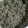 Algae scrub Floresan anti -Culul, 1 liter