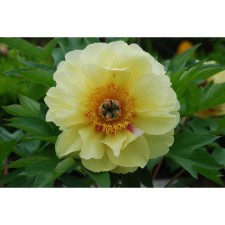Pion Garden Hybrid is more, C3.5 pot, 1 pc, summer 2024