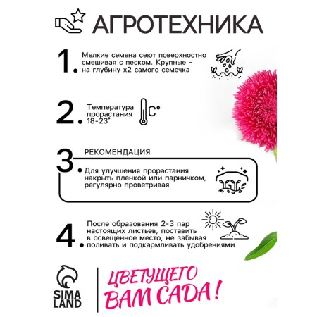 Семена Астра Гремлин, смесь окрасок, 0,2 г-2