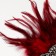 Carnival's head bandage "luxurious"