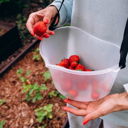 Berry collection capacity, 3 l, transparent-10