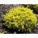 Juniper scaly "Dream Joy", P9, 1pc, h 3-20 cm, summer 2024