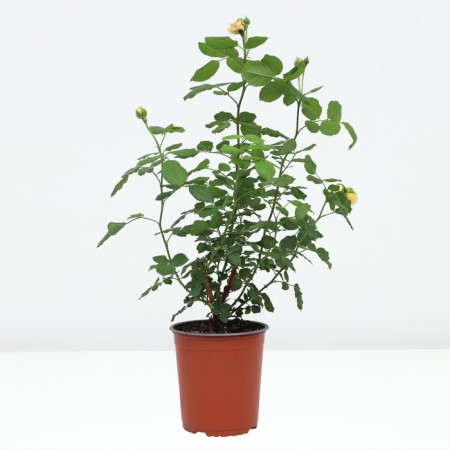 Rose English Golden Selebreishchens, C3.5 pot, H25-45, 1 pc, summer 2024-1